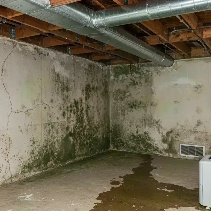 Professional Mold Removal in Tremont, IL